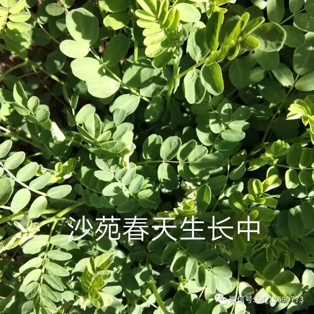 沙苑子市场怎么样 种植简单 种一次可连续收几年