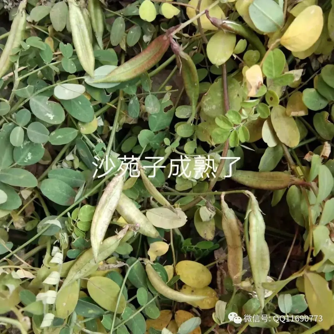 沙苑子市场怎么样 种植简单 种一次可连续收几年