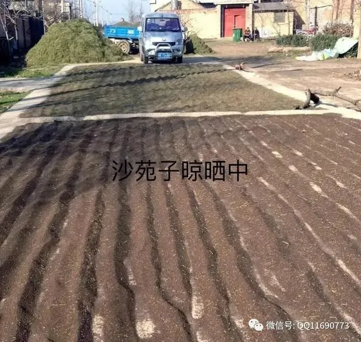 沙苑子市场怎么样 种植简单 种一次可连续收几年