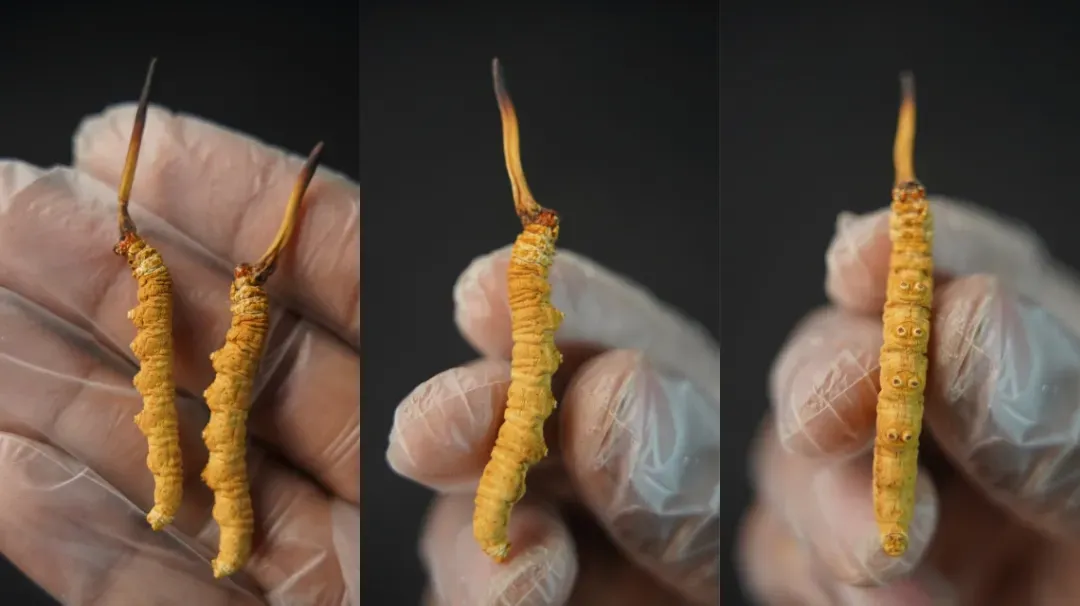 崩了!虫草市场暴雷了