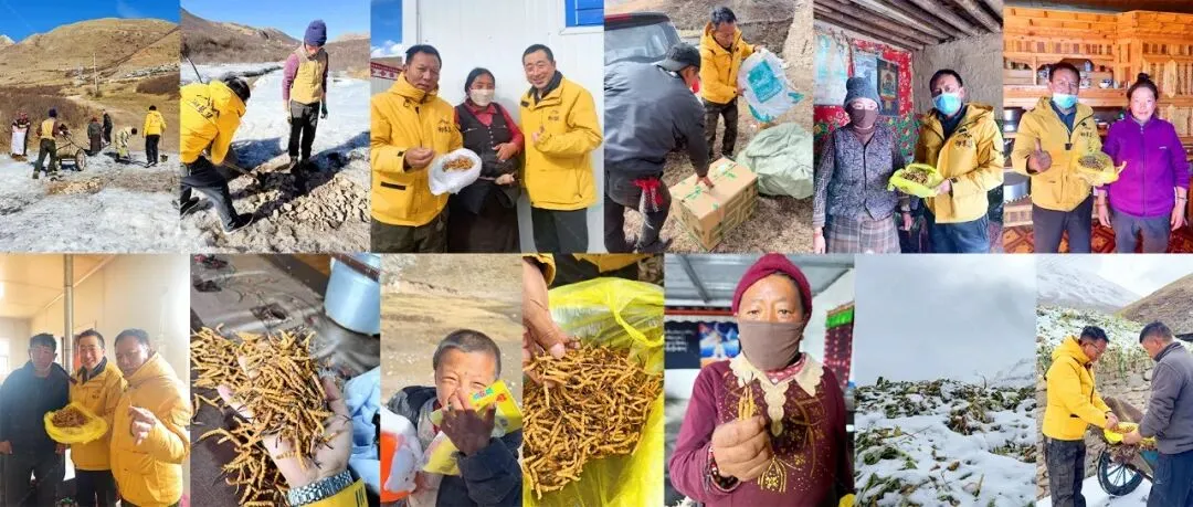 崩了!虫草市场暴雷了