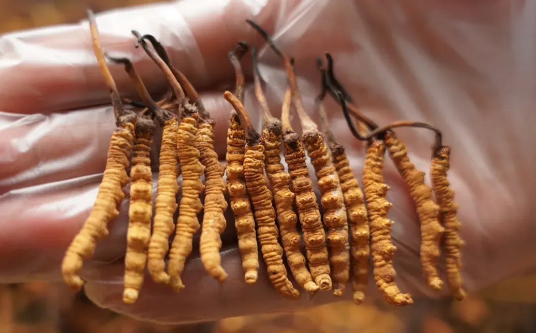 崩了!虫草市场暴雷了