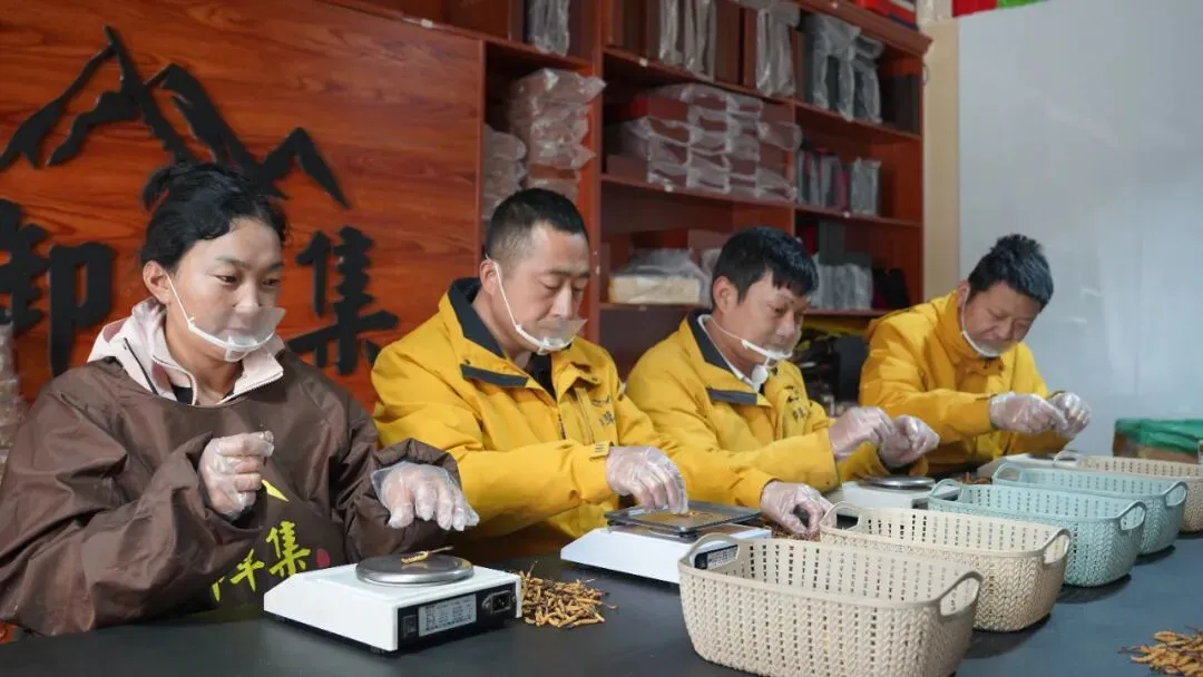 崩了!虫草市场暴雷了