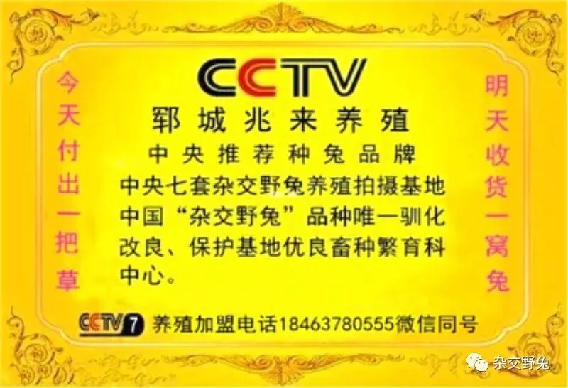 肉兔的市场价格养殖肉兔100只年利润肉兔苗批发肉兔养殖什么品种好