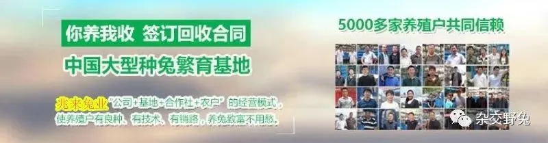 肉兔的市场价格养殖肉兔100只年利润肉兔苗批发肉兔养殖什么品种好