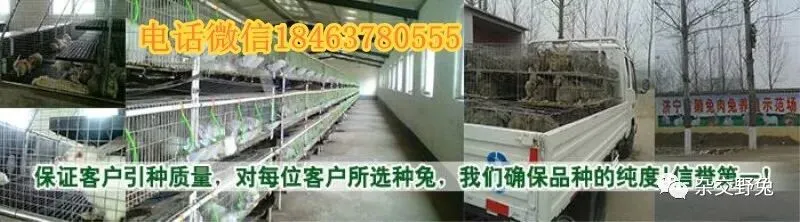 肉兔的市场价格养殖肉兔100只年利润肉兔苗批发肉兔养殖什么品种好