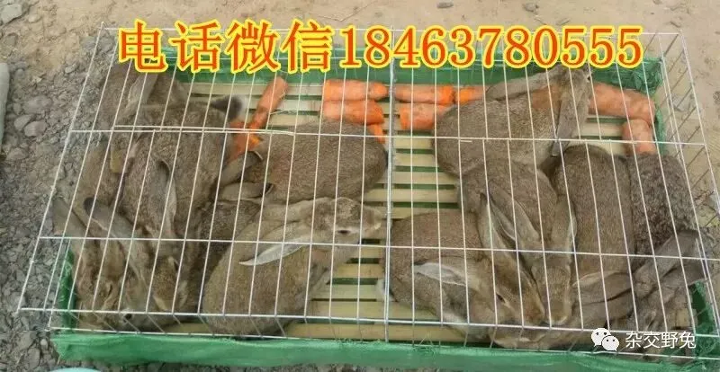 肉兔的市场价格养殖肉兔100只年利润肉兔苗批发肉兔养殖什么品种好