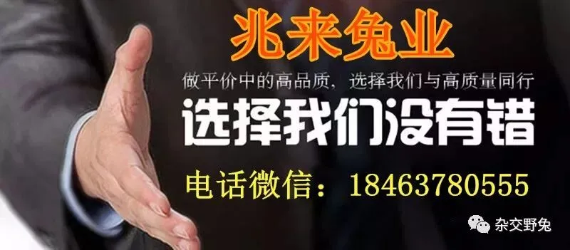肉兔的市场价格养殖肉兔100只年利润肉兔苗批发肉兔养殖什么品种好
