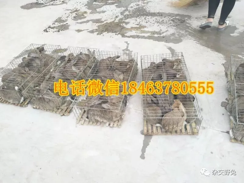 肉兔的市场价格养殖肉兔100只年利润肉兔苗批发肉兔养殖什么品种好