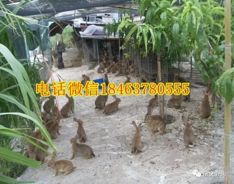肉兔的市场价格养殖肉兔100只年利润肉兔苗批发肉兔养殖什么品种好