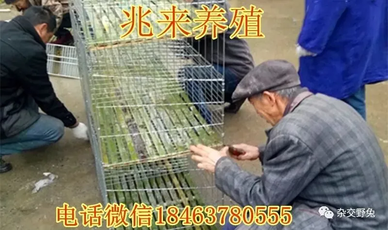 肉兔的市场价格养殖肉兔100只年利润肉兔苗批发肉兔养殖什么品种好