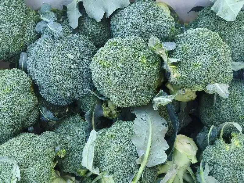 【市场动态】新发地春日鲜味正当时 春季时令菜抢鲜到