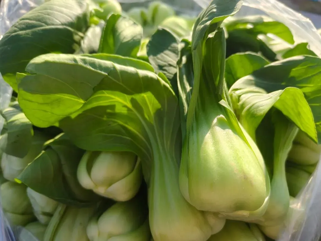 【市场动态】新发地春日鲜味正当时 春季时令菜抢鲜到