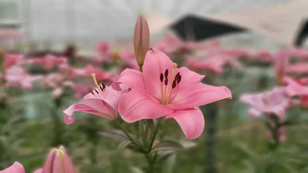 885便民中心:市场里充满了生活的烟火气