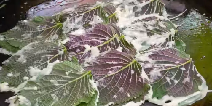 吃腻了复杂调味美食?欧巴哦尼酱菜市场老顾客近20年钟情的简单韭菜煎饼给出解决方案!