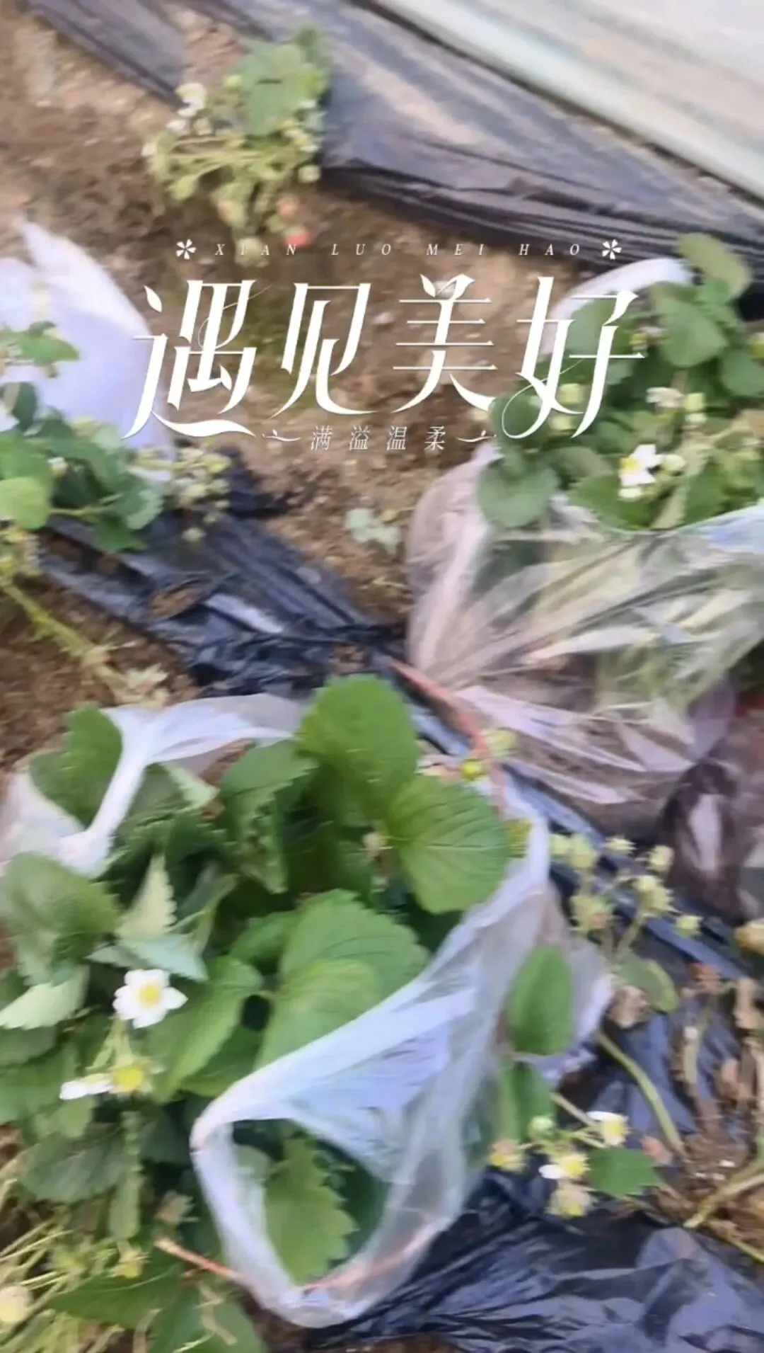 2026年随州最懂营销的商家之一免费送草莓苗