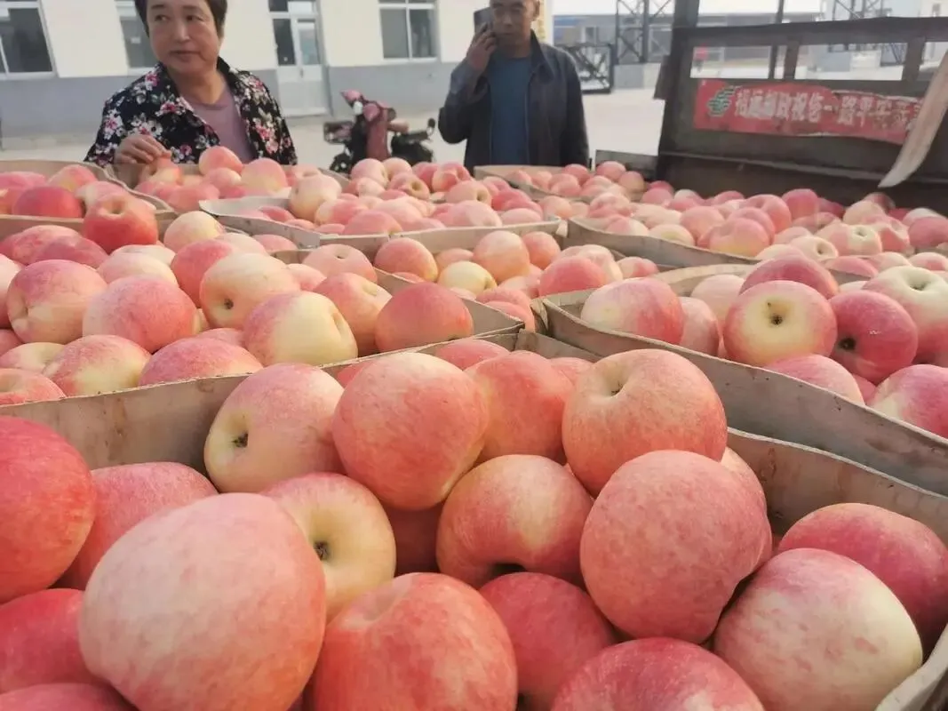 两个月亏了十几万,看懂苹果市场最残酷的真相