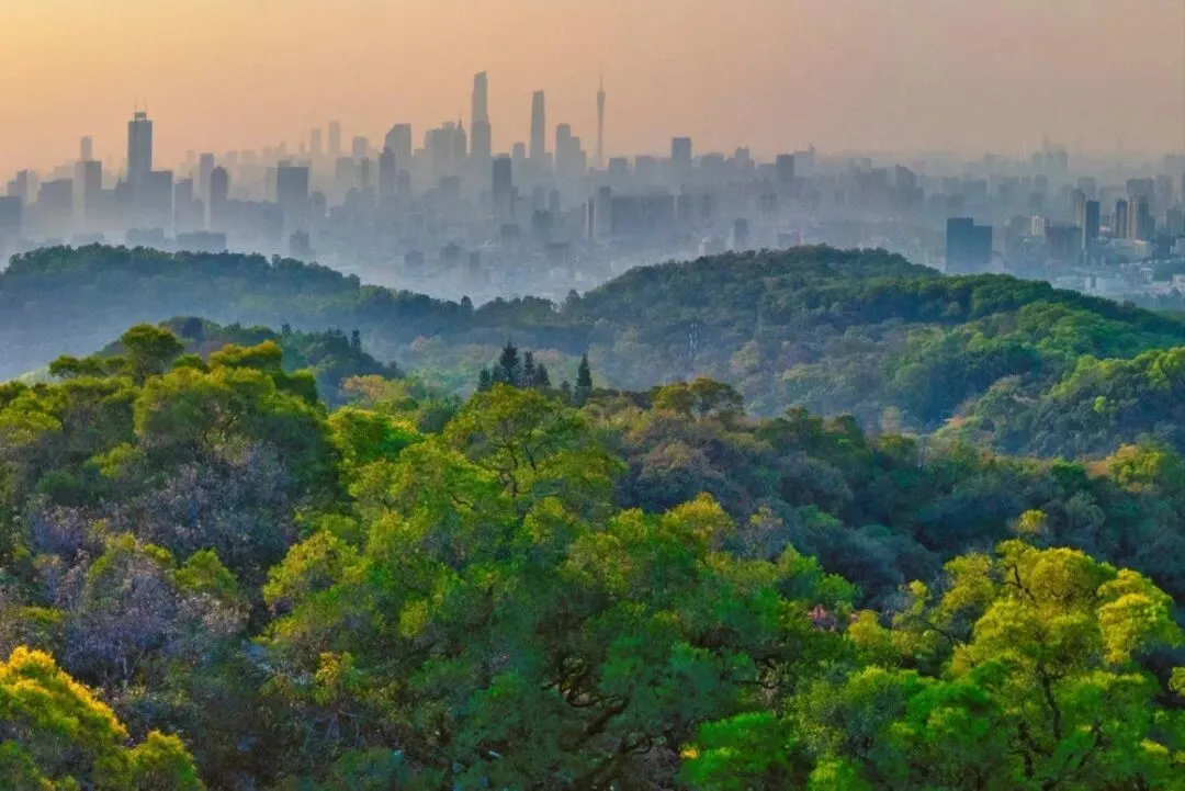 2026广州楼市小阳春来袭!改善市场热度持续攀升