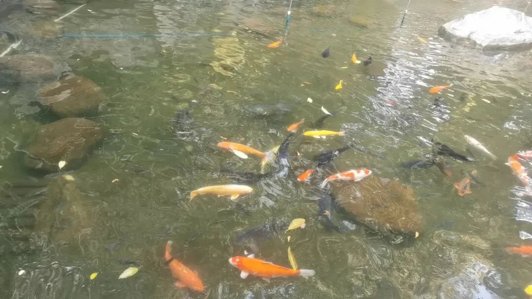 叶军师—珠江新城5大能量池与万象营销系统!