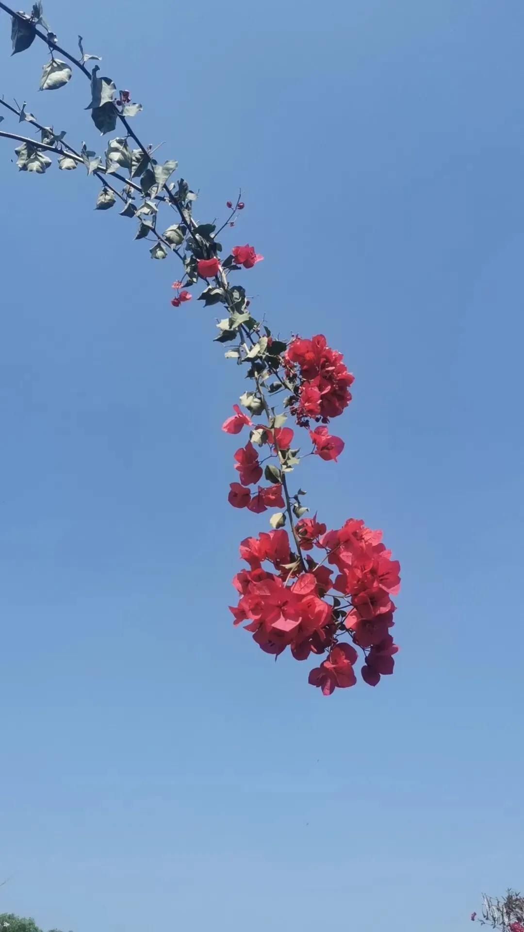 叶军师—珠江新城5大能量池与万象营销系统!