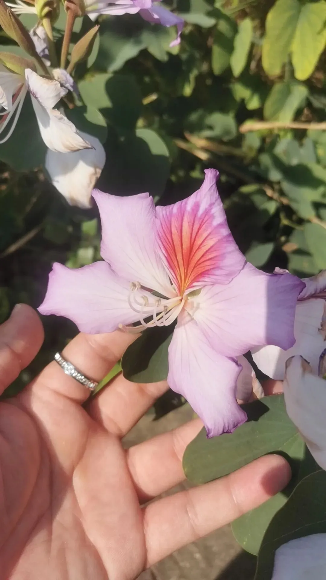 叶军师—珠江新城5大能量池与万象营销系统!