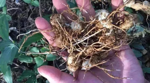 明年想种植中药材.试试以下几种.市场常年需求稳定.亩收入3-5