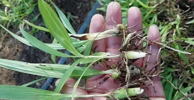 明年想种植中药材.试试以下几种.市场常年需求稳定.亩收入3-5