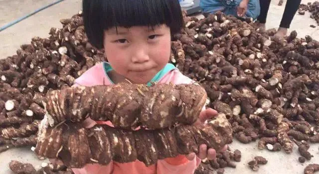 明年想种植中药材.试试以下几种.市场常年需求稳定.亩收入3-5