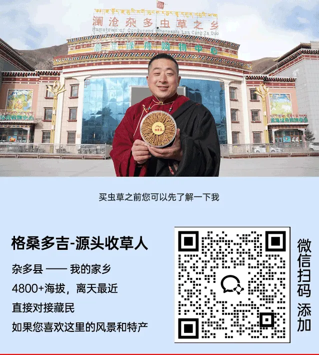 崩了,虫草市场暴雷了!!!