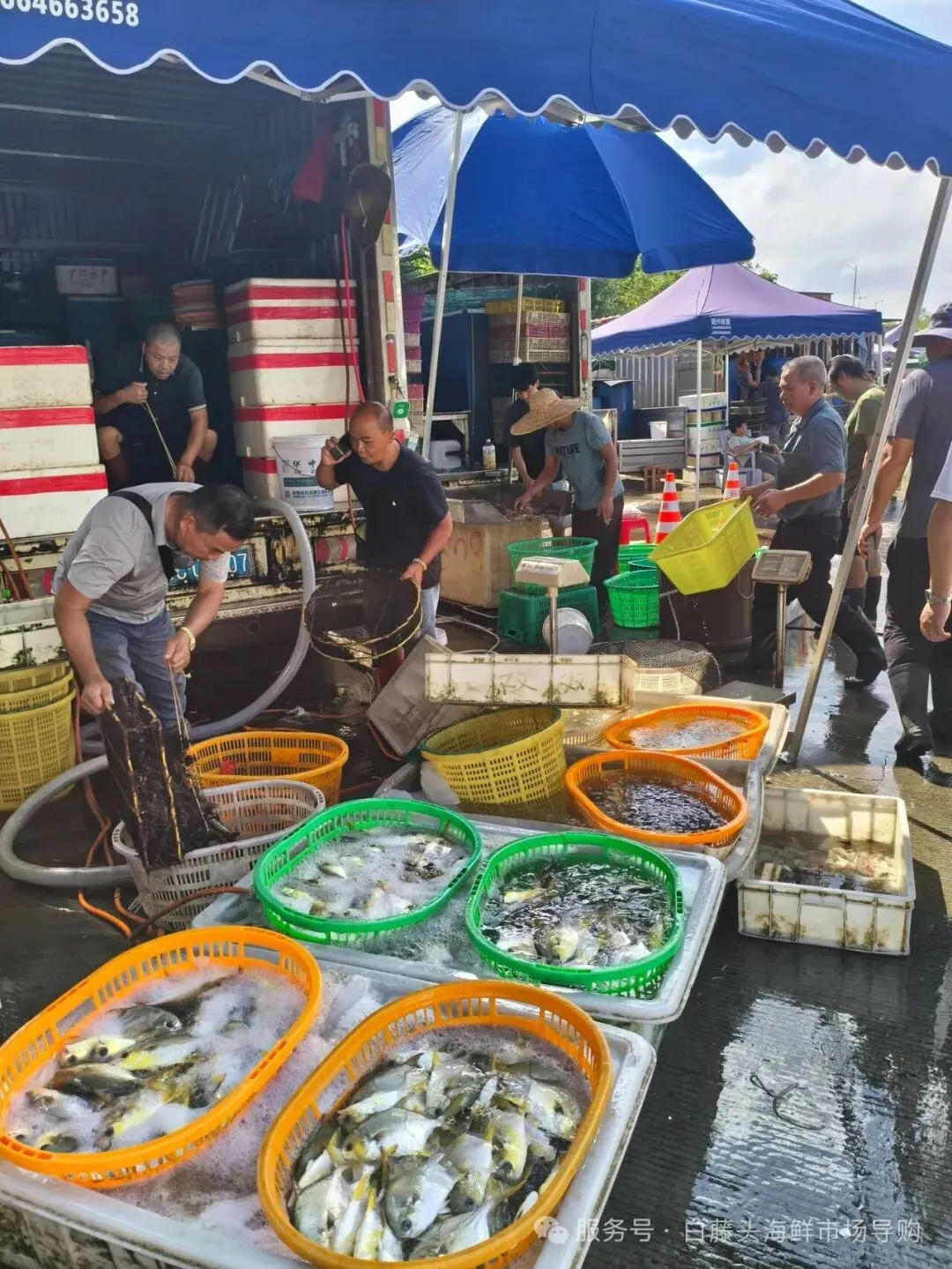 珠海白藤头海鲜批发市场寻鲜记:解码“海杂鱼”的平民美味哲学,白藤头海杂鱼:藏在珠海渔港里的鲜爽密码!