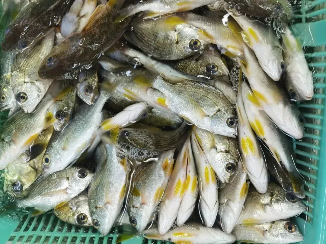 珠海白藤头海鲜批发市场寻鲜记:解码“海杂鱼”的平民美味哲学,白藤头海杂鱼:藏在珠海渔港里的鲜爽密码!