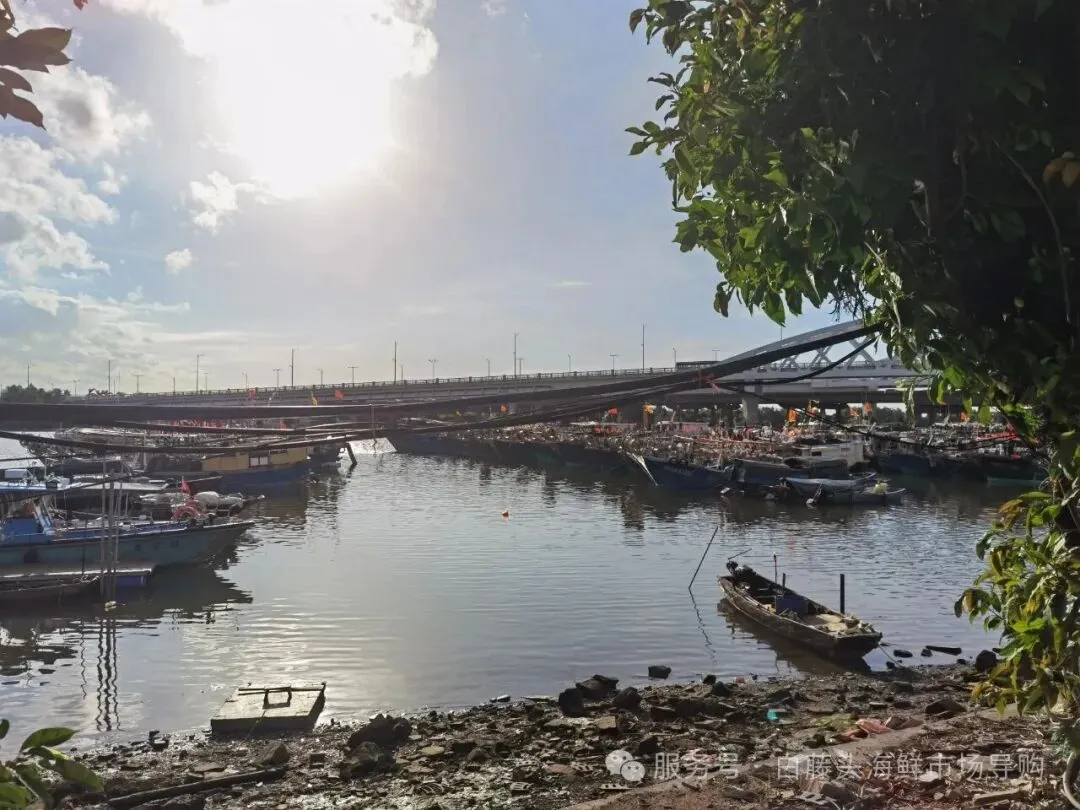 珠海白藤头海鲜批发市场寻鲜记:解码“海杂鱼”的平民美味哲学,白藤头海杂鱼:藏在珠海渔港里的鲜爽密码!