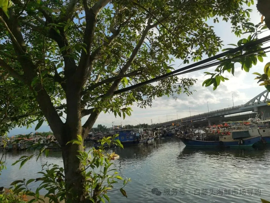 珠海白藤头海鲜批发市场寻鲜记:解码“海杂鱼”的平民美味哲学,白藤头海杂鱼:藏在珠海渔港里的鲜爽密码!