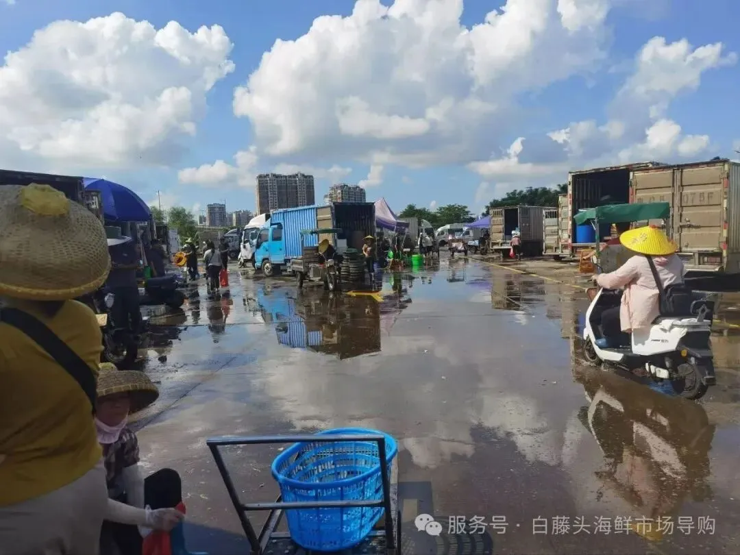 珠海白藤头海鲜批发市场寻鲜记:解码“海杂鱼”的平民美味哲学,白藤头海杂鱼:藏在珠海渔港里的鲜爽密码!