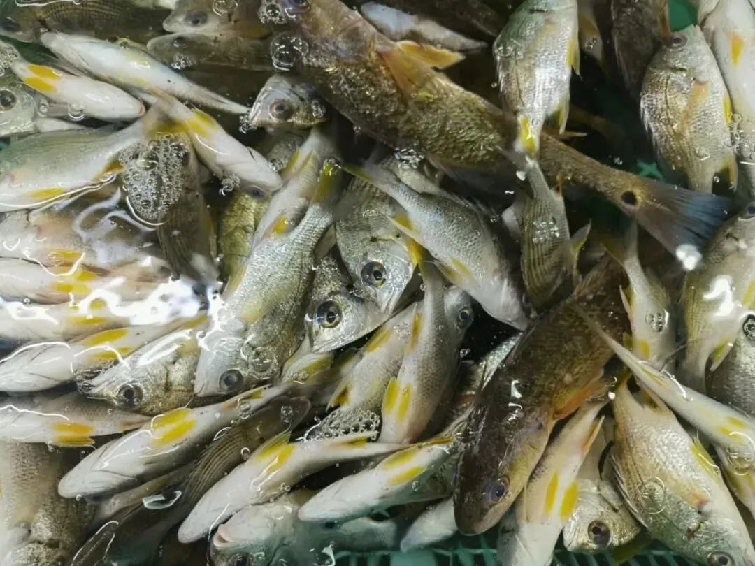 珠海白藤头海鲜批发市场寻鲜记:解码“海杂鱼”的平民美味哲学,白藤头海杂鱼:藏在珠海渔港里的鲜爽密码!