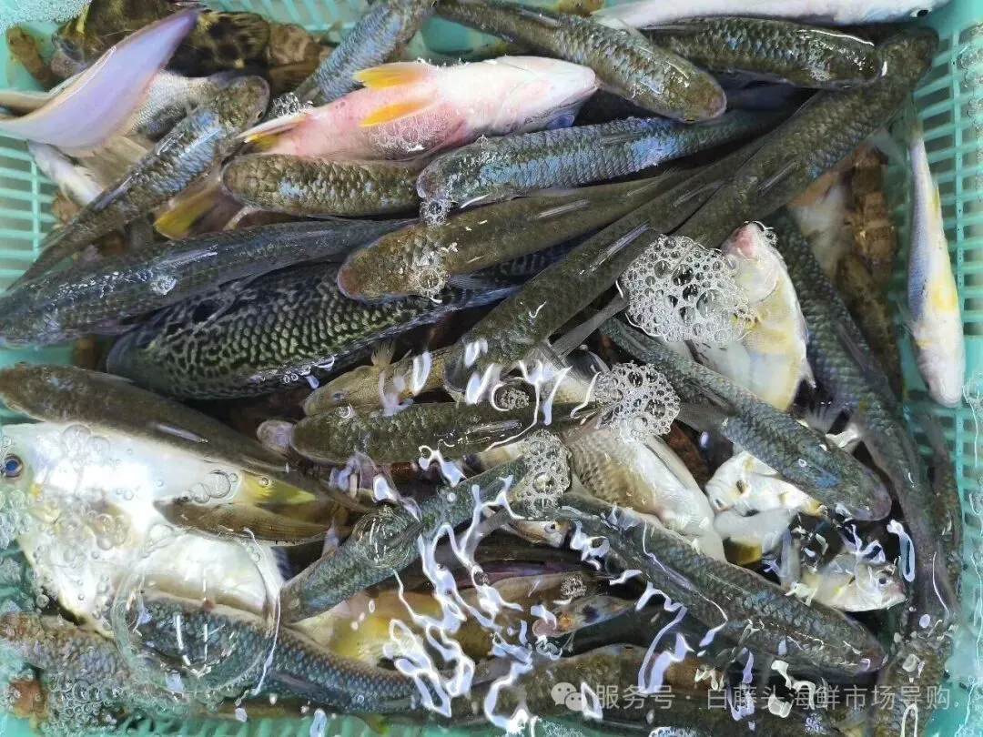 珠海白藤头海鲜批发市场寻鲜记:解码“海杂鱼”的平民美味哲学,白藤头海杂鱼:藏在珠海渔港里的鲜爽密码!