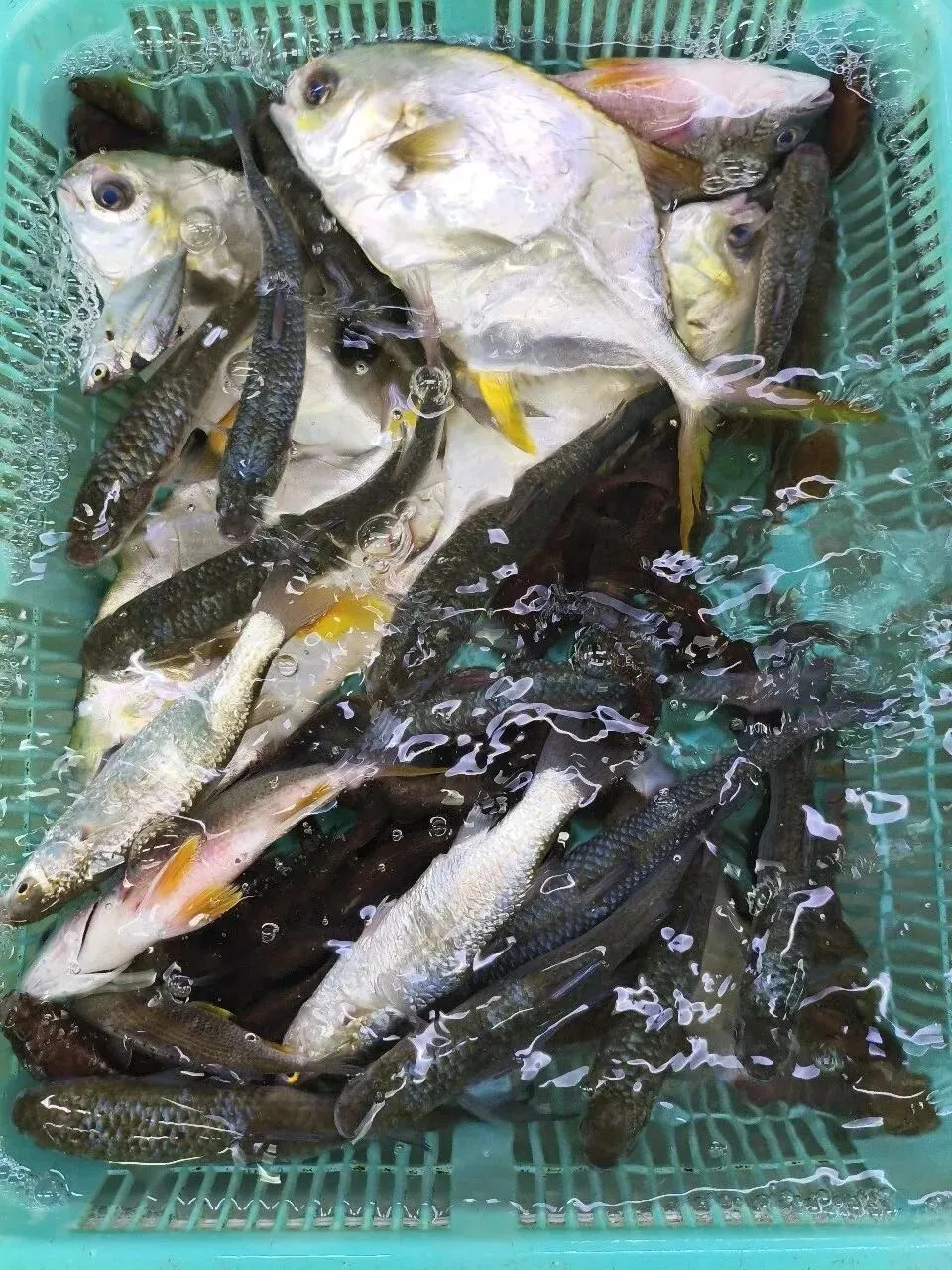 珠海白藤头海鲜批发市场寻鲜记:解码“海杂鱼”的平民美味哲学,白藤头海杂鱼:藏在珠海渔港里的鲜爽密码!