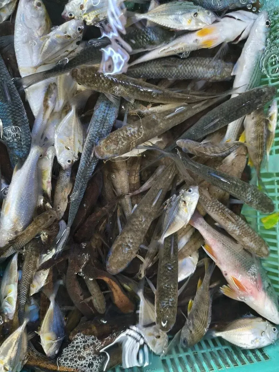 珠海白藤头海鲜批发市场寻鲜记:解码“海杂鱼”的平民美味哲学,白藤头海杂鱼:藏在珠海渔港里的鲜爽密码!