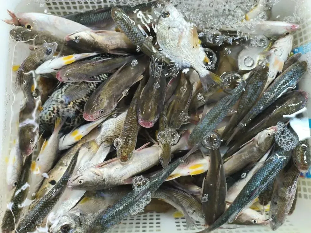 珠海白藤头海鲜批发市场寻鲜记:解码“海杂鱼”的平民美味哲学,白藤头海杂鱼:藏在珠海渔港里的鲜爽密码!