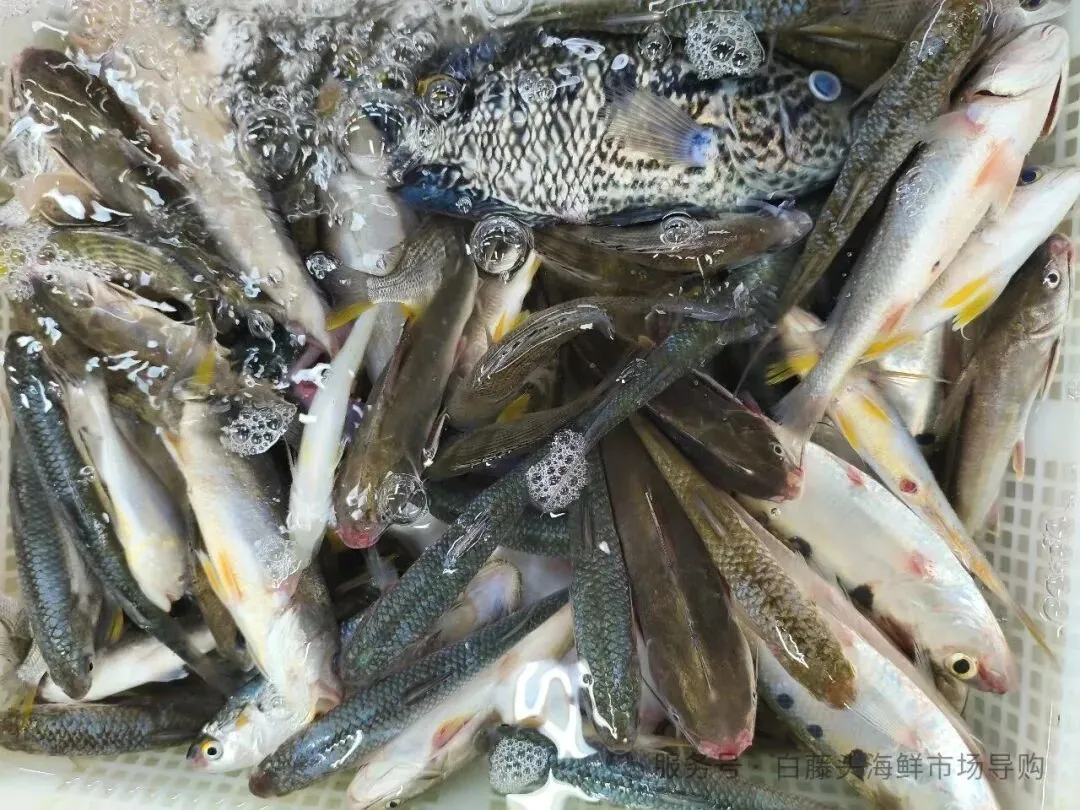 珠海白藤头海鲜批发市场寻鲜记:解码“海杂鱼”的平民美味哲学,白藤头海杂鱼:藏在珠海渔港里的鲜爽密码!