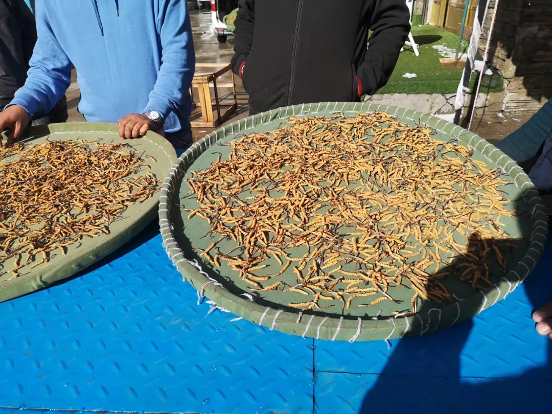 崩了,虫草市场暴雷了!!