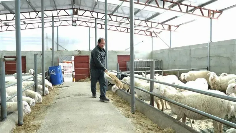多因素助推甘肃羊肉市场稳中向好