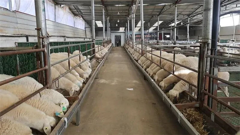 多因素助推甘肃羊肉市场稳中向好