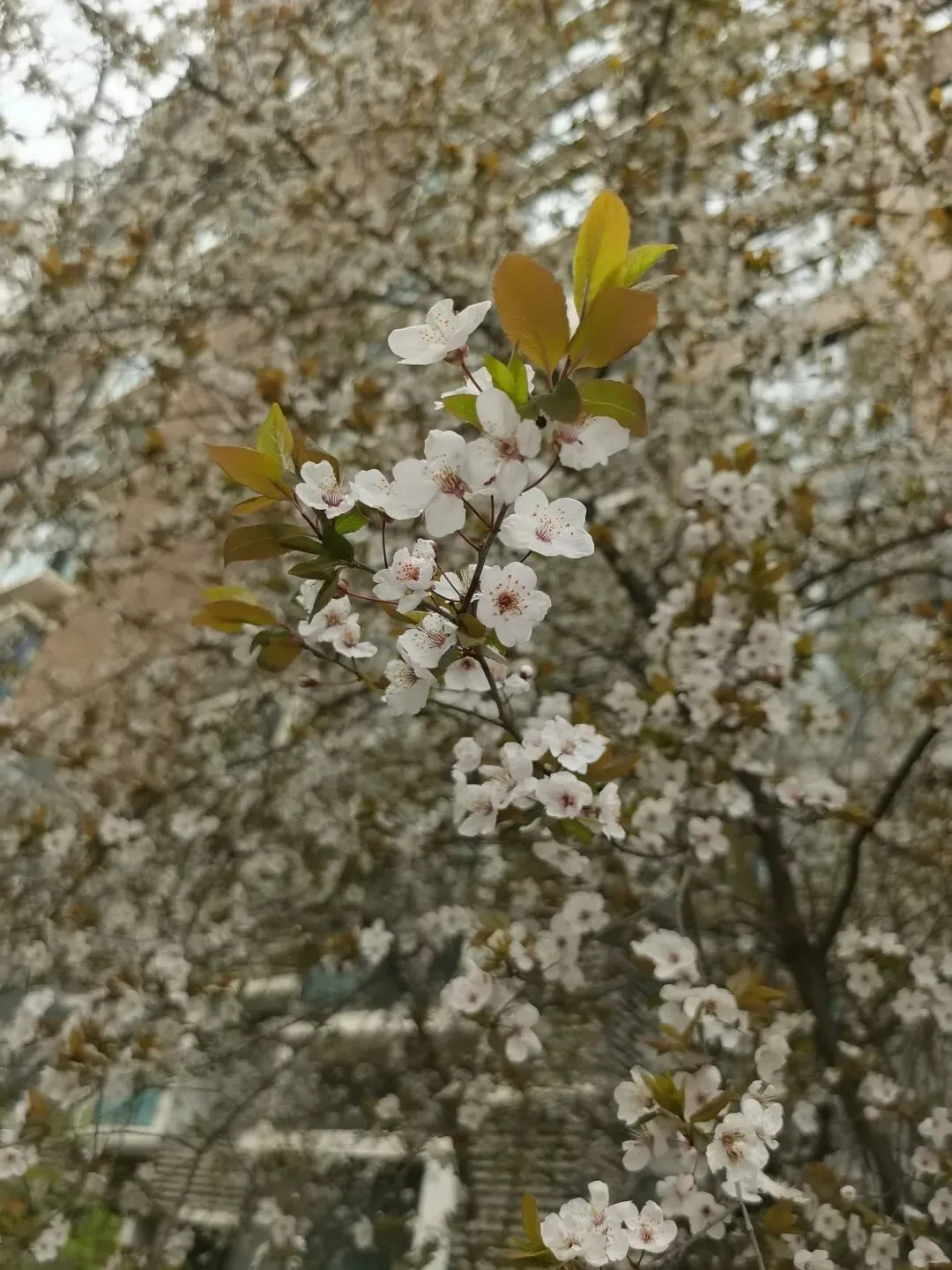 读懂社交营销,才是做好完美的核心密码