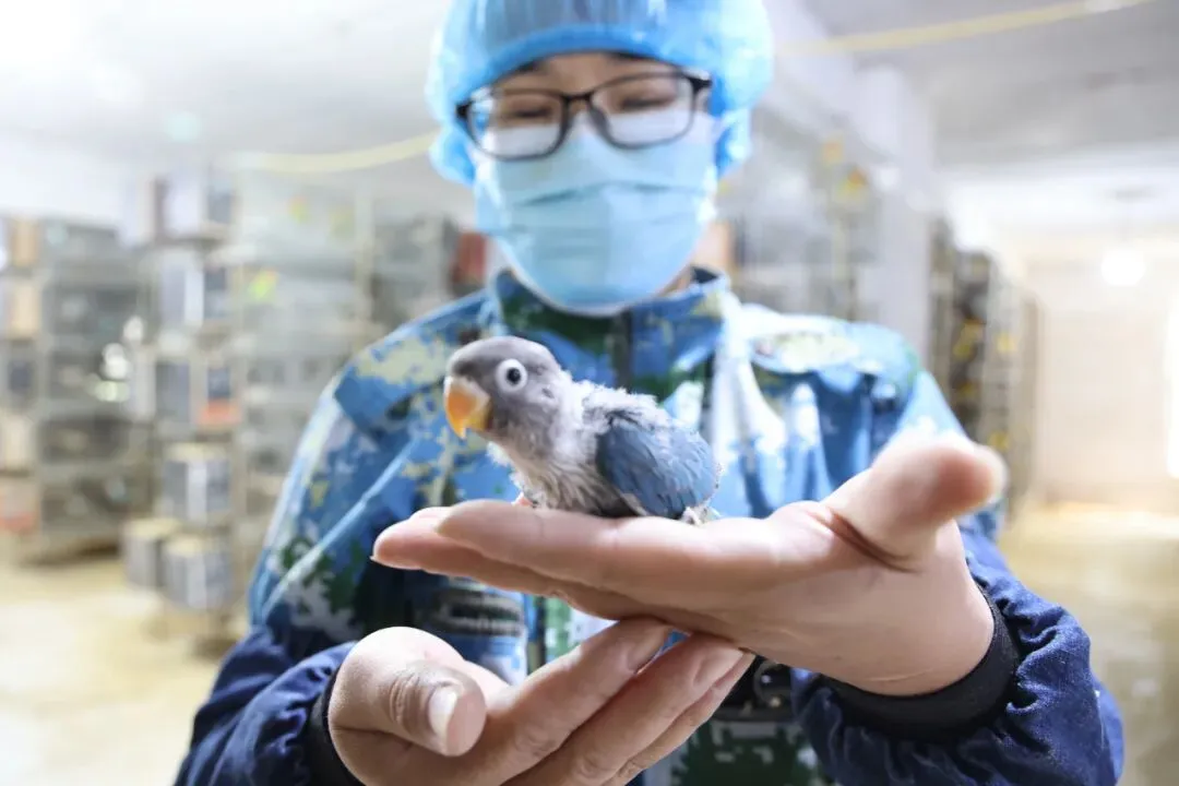 占全国70%市场,商丘已给超500万只这种宠物办了“身份证”