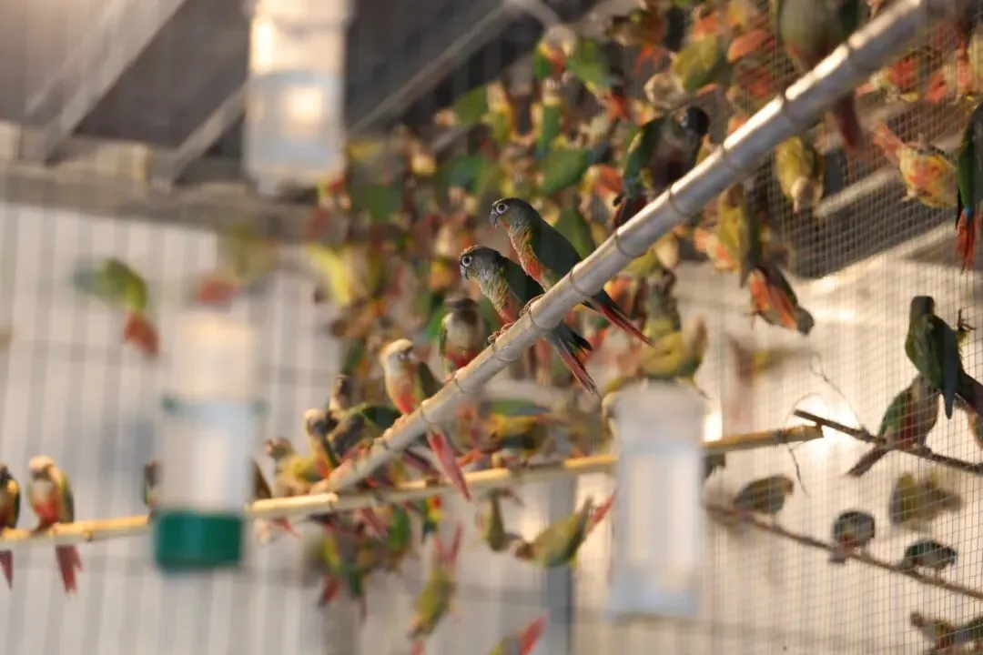 占全国70%市场,商丘已给超500万只这种宠物办了“身份证”