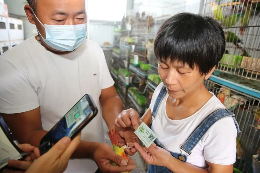 占全国70%市场,商丘已给超500万只这种宠物办了“身份证”