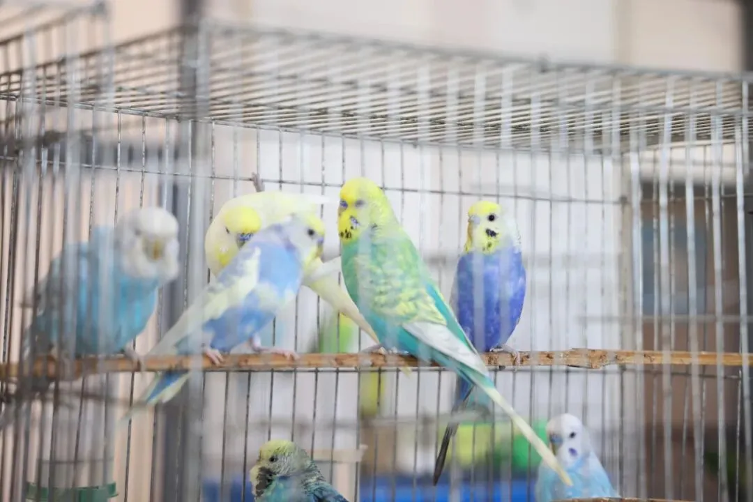 占全国70%市场,商丘已给超500万只这种宠物办了“身份证”