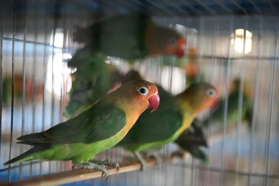 占全国70%市场,商丘已给超500万只这种宠物办了“身份证”