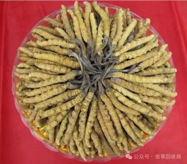 番禺哪里回收虫草 番禺虫草回收市场行情-回收虫草商家地址